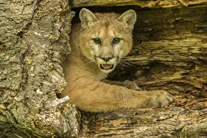 USA, Minnesota, Pine County. Captive bobcat