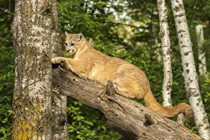 Pine County Prints: USA, Minnesota, Pine County. Captive bobcat