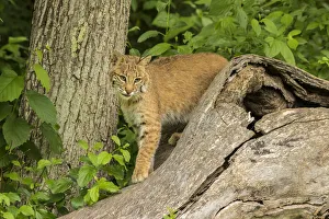 USA, Minnesota, Pine County. Captive bobcat