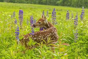 Pine County Prints: USA, Minnesota, Pine County. Captive fawn