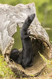 Pine County Prints: USA, Minnesota, Pine County. Captive minks