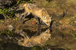 Pine County Prints: USA, Minnesota, Pine County. Captive red fox drinking