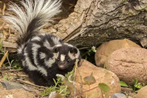 Pine County Prints: USA, Minnesota, Pine County. Captive spotted skunk