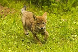 Pine County Prints: USA, Minnesota, Pine County. Coyote pup playing with stick