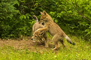 Pine County Prints: USA, Minnesota, Pine County. Coyote pups playing at den