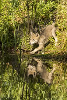 Pine County Prints: USA, Minnesota, Pine County. Gray wolf cub and water reflections. Credit as: Cathy
