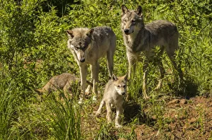 Pine County Prints: USA, Minnesota, Pine County. Gray wolf family