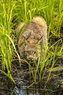 Pine County Prints: USA, Minnesota, Pine County. Lynx close-up. Credit as: Cathy & Gordon Illg / Jaynes