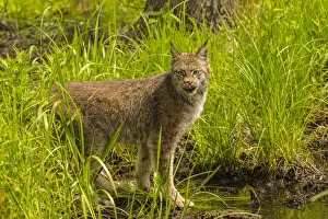 Images Dated 14th July 2020: USA, Minnesota, Pine County. Lynx close-up. Credit as: Cathy & Gordon Illg / Jaynes