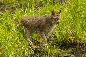 Images Dated 14th July 2020: USA, Minnesota, Pine County. Lynx close-up. Credit as: Cathy & Gordon Illg / Jaynes