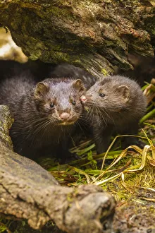 Pine County Prints: USA, Minnesota, Pine County. Mink mother and pup in log