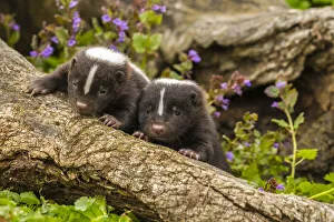 Pine County Prints: USA, Minnesota, Pine County. Striped skunk kits on log. Credit as