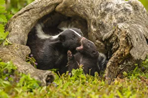 Pine County Prints: USA, Minnesota, Pine County. Striped skunk mother with kit
