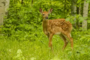 USA, Minnesota, Pine County. White-tailed deer fawn close-up