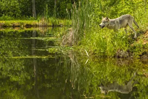 Pine County Prints: USA, Minnesota, Pine County. Wolf reflects in pond. Credit as