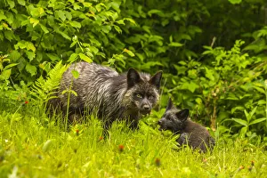 Pine County Prints: USA, Minnesota, red fox, adult and pup, captive, black morph