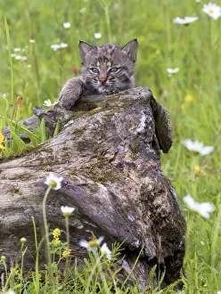 USA, Minnesota, Sandstone, Baby Bobcat (Kitten)