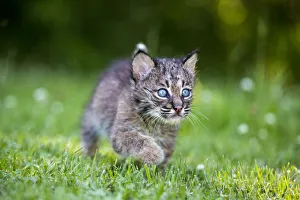 Sandstone Prints: USA, Minnesota, Sandstone, Baby Bobcat (Kitten)