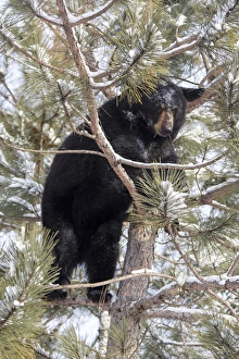 Climbing Prints: USA, Minnesota, Sandstone, Black Bear in Pine Tree