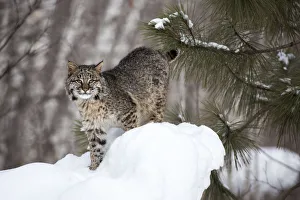 Sandstone Prints: USA, Minnesota, Sandstone, Bobcat in Snow