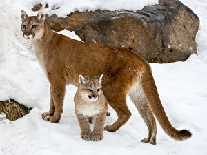 Sandstone Prints: USA, Minnesota, Sandstone, Cougars, Mother and Young