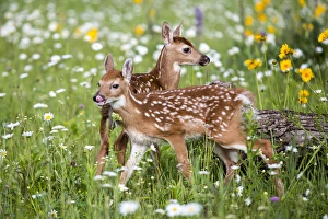Sandstone Prints: USA, Minnesota, Sandstone, Two Fawns Amidst Wildflowers