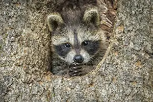 Images Dated 28th June 2013: USA, Minnesota, Sandstone, Minnesota Wildlife Connection