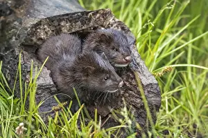 Images Dated 28th June 2013: USA, Minnesota, Sandstone, Minnesota Wildlife Connection