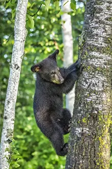 Images Dated 29th June 2013: USA, Minnesota, Sandstone, Minnesota Wildlife Connection. Black bear cub climbing a tree