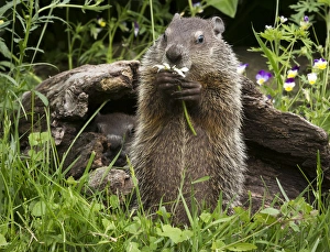 Images Dated 29th June 2013: USA, Minnesota, Sandstone, Minnesota Wildlife Connection. Groundhog feeding on a flower