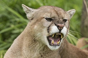 Images Dated 28th June 2013: USA, Minnesota, Sandstone, Minnesota Wildlife Connection. Snarling cougar. Credit as