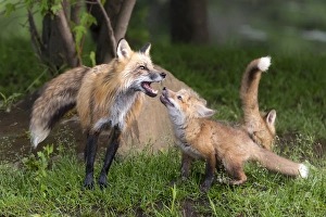 Images Dated 29th June 2013: USA, Minnesota, Sandstone, Minnesota Wildlife Connection. Red fox and pup interacting