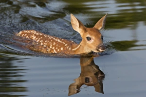 Images Dated 30th June 2013: USA, Minnesota, Sandstone, Minnesota Wildlife Connection. White-tailed deer fawn swimming