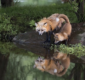 Images Dated 29th June 2013: USA, Minnesota, Sandstone, Minnesota Wildlife Connection