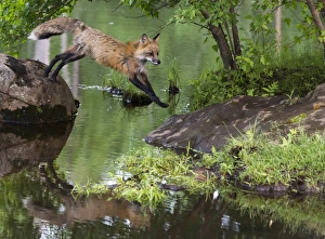 Images Dated 29th June 2013: USA, Minnesota, Sandstone, Minnesota Wildlife Connection