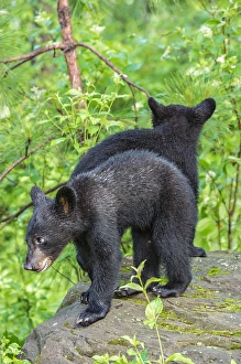Images Dated 29th June 2013: USA, Minnesota, Sandstone, Minnesota Wildlife Connection
