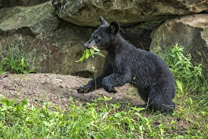 Images Dated 29th June 2013: USA, Minnesota, Sandstone, Minnesota Wildlife Connection