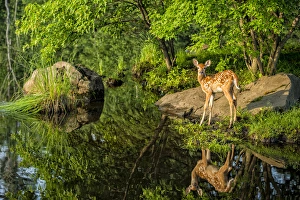 Images Dated 30th June 2013: USA, Minnesota, Sandstone, Minnesota Wildlife Connection. White-tailed deer fawn