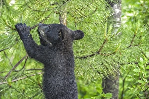 Images Dated 29th June 2013: USA, Minnesota, Sandstone, Minnesota Wildlife Connection. Black bear cub in a pine tree