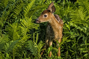 Images Dated 30th June 2013: USA, Minnesota, Sandstone, Minnesota Wildlife Connection