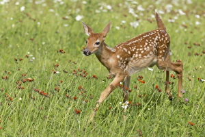 Images Dated 28th June 2013: USA, Minnesota, Sandstone, Minnesota Wildlife Connection. White-tailed deer fawn in meadow
