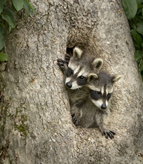 Images Dated 28th June 2013: USA, Minnesota, Sandstone, Minnesota Wildlife Connection. Raccoon pair in a hollow tree