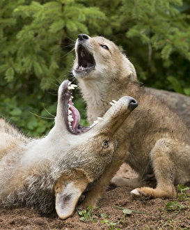 Images Dated 28th June 2013: USA, Minnesota, Sandstone, Minnesota Wildlife Connection. Coyote and pup howling