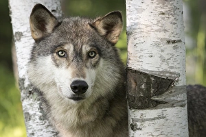 USA, Minnesota, Sandstone, Minnesota Wildlife Connection. Close-up of gray wolf between birch trees