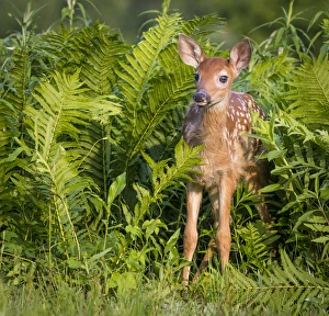 Images Dated 30th June 2013: USA, Minnesota, Sandstone, Minnesota Wildlife Connection