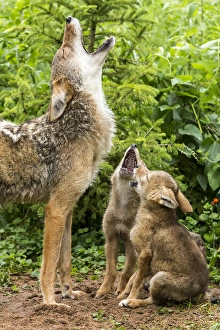 Images Dated 28th June 2013: USA, Minnesota, Sandstone, Minnesota Wildlife Connection. Coyote mother and pups howling