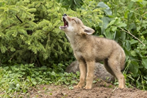 Images Dated 28th June 2013: USA, Minnesota, Sandstone, Minnesota Wildlife Connection. Howling coyote pup. Credit as