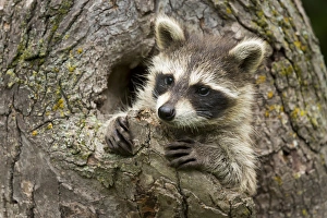 USA, Minnesota, Sandstone, Minnesota Wildlife Connection. Raccoon in a hollow tree