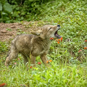 Images Dated 28th June 2013: USA, Minnesota, Sandstone, Minnesota Wildlife Connection. Coyote pup howling
