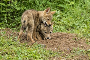 Images Dated 28th June 2013: USA, Minnesota, Sandstone, Minnesota Wildlife Connection